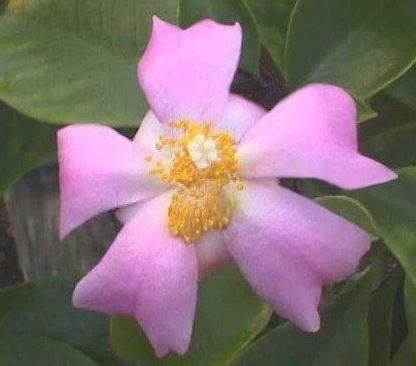 Pereskia Species, Pray-For-Us, Rose Cactus