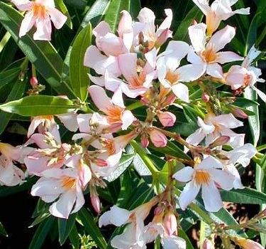 Oleander Petite Salmon