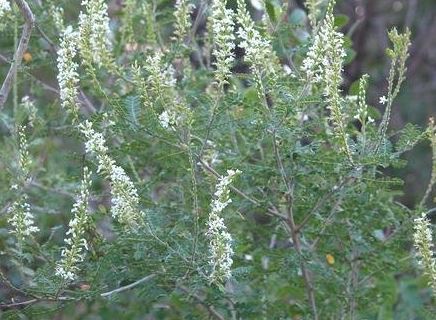 Eysenhardtia Species, Bee Brush, Kidneywood, Texas Kidneywood, Vara Dulce