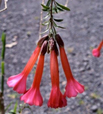Cantua Species, Magic Flower, Sacred Flower of the Incas