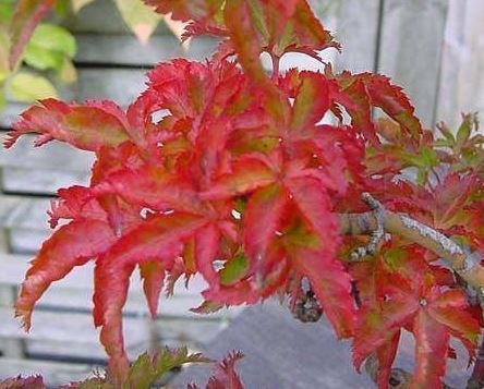 Japanese Maple Shishigashira