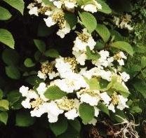 Viburnum, Doublefile Viburnum, Japanese Snowball Bush Mariesii