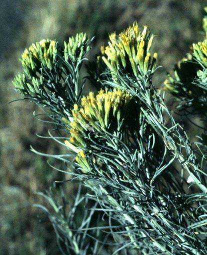 Ericameria Species, Chamisa, Rubber Rabbitbrush