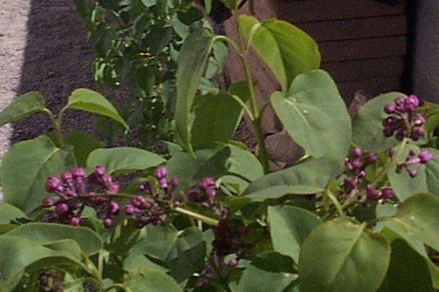 Syringa, Common Lilac, French Lilac Monore