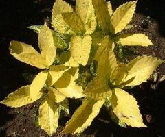 Aucuba, Japanese Aucuba, Japanese Laurel 'Mr. Goldstrike'