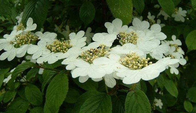 Viburnum, Doublefile Viburnum, Japanese Snowball Bush Summer Snowflake