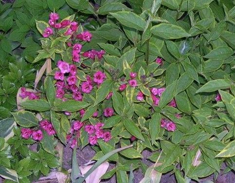 Weigela French Lace