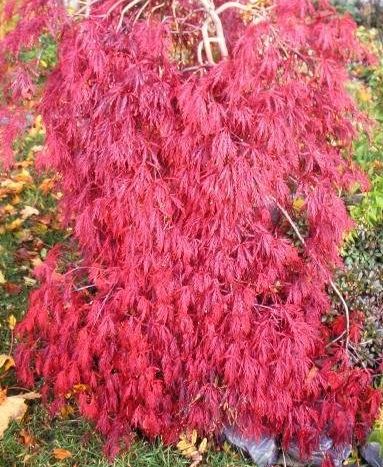 Acer, Cutleaf Japanese Maple, Threadleaf Japanese Maple Inaba Shidare