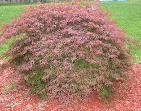 Acer, Cutleaf Japanese Maple, Threadleaf Japanese Maple Orangeola