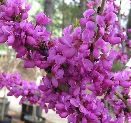 Cercis, Chinese Redbud Don Egolf