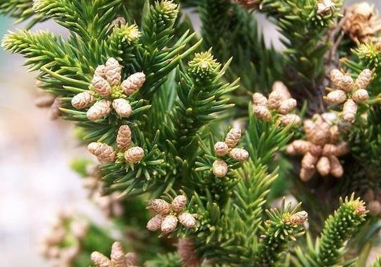 Japanese Cedar Black Dragon