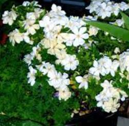 Gardenia, Cape Jasmine, Gandharaj Kleims Hardy