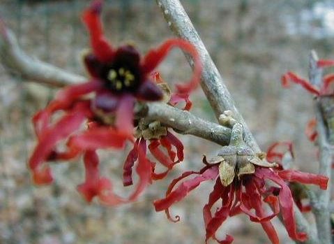 Hamamelis, Witch Hazel Diane