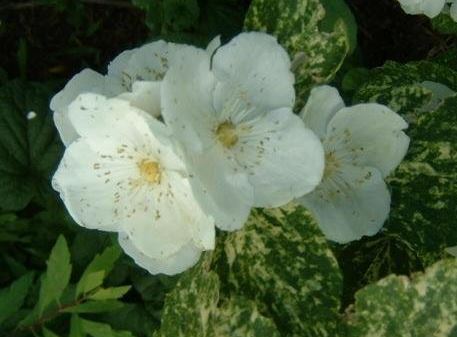 Philadelphus, Mockorange, Mock Orange Innocence