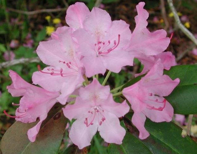 Rhododendron Roseum Elegans