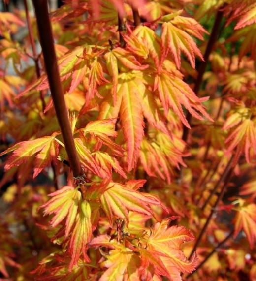 Acer, Japanese Maple Orange Dream