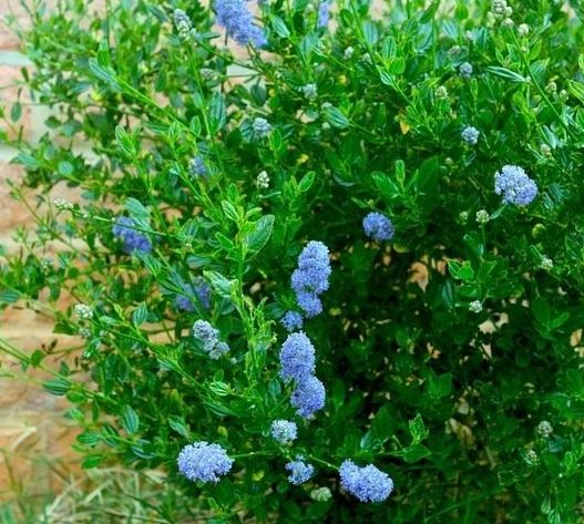 Ceanothus, Blueblossom, Blue Brush, California Lilac Skylark