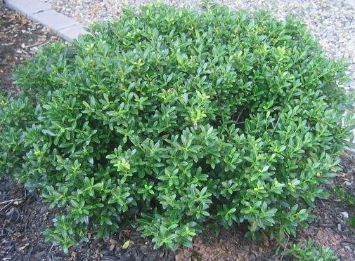 Japanese Holly, Boxleaf Holly, Box-leaved Holly Soft Touch