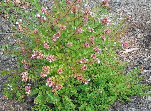 Glossy Abelia Canyon Creek