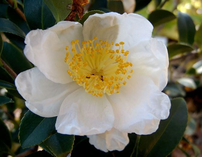 Camellia, Hybrid Camellia Winters Snowman