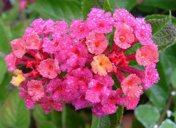 Lantana Carlos