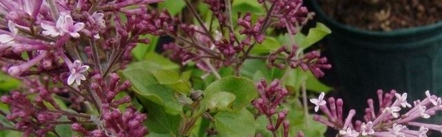 Syringa, Dwarf Lilac, Reblooming Lilac Bloomerang Penda