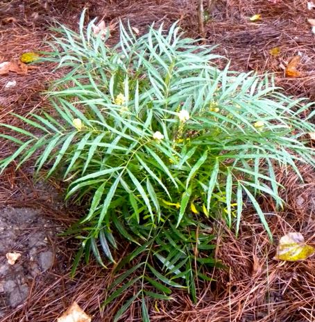 Berberis, Barberry, Mahonia, Oregon Grape Soft Caress