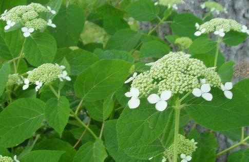 Hydrangea Species, Smooth Hydrangea, Wild Hydrangea, Sevenbark