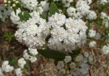Spiraea Species, Double Bridal Wreath Spiraea, Reeves Spiraea