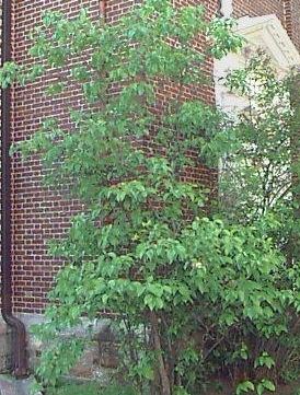 Viburnum Species, Nannyberry, Sheepberry, Sweet Viburnum