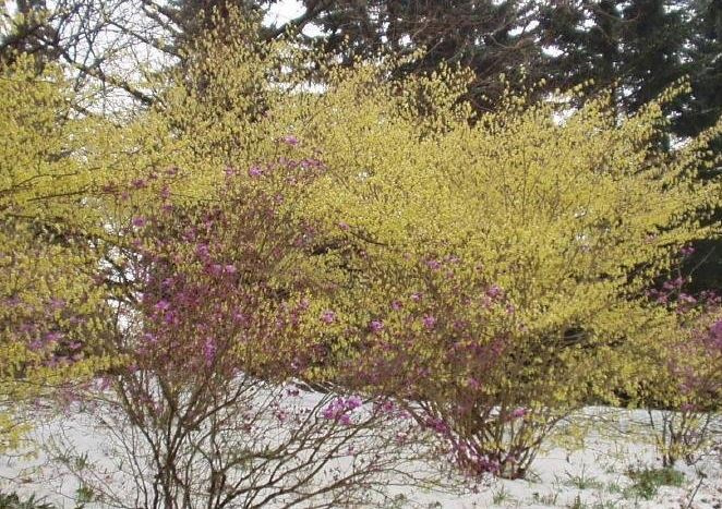 Corylopsis Species, Buttercup Winterhazel