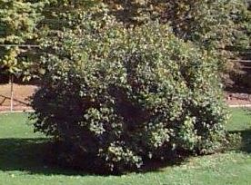 Viburnum Species, Arrowwood, Southern Arrowwood, Roughish Arrowwood