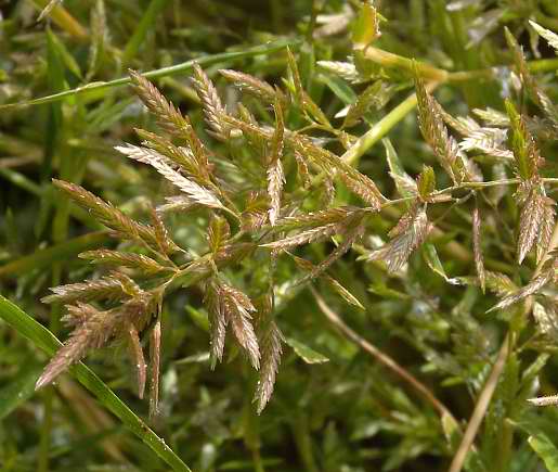 Creeping Eragrostis