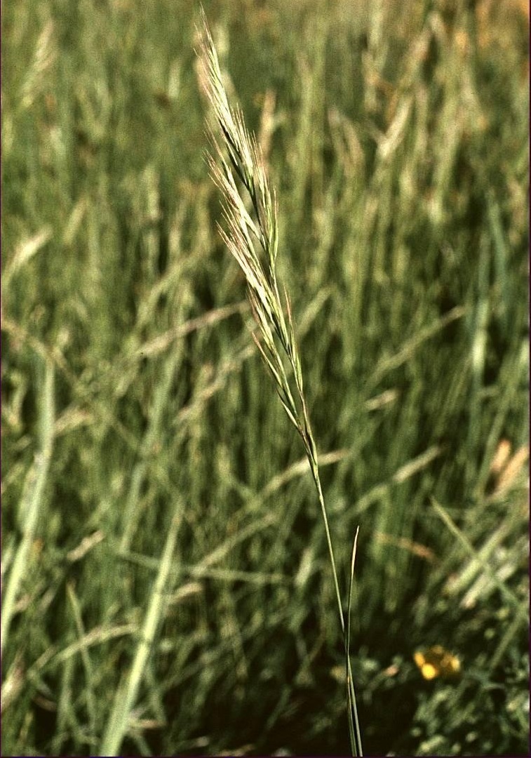 Vulpia Species, Barren Fescue, Squirrel-Tail Fescue