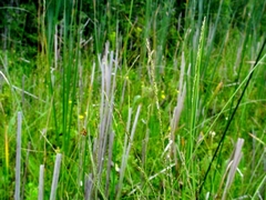 Muhlenbergia Species, Mat Muhly, Matted Muhly, Richardson's Muhly