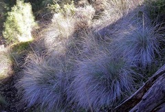 Festuca Species, California Fescue