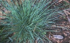 Festuca, Blue Fescue 'Boulder Blue'
