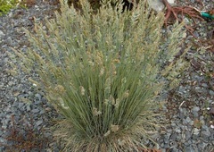 Colenso's Poa, Blue Tussock