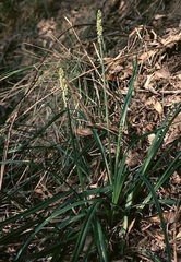 Hillside Sedge