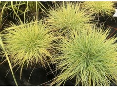 Festuca, Golden Fescue 'Golden Toupee'