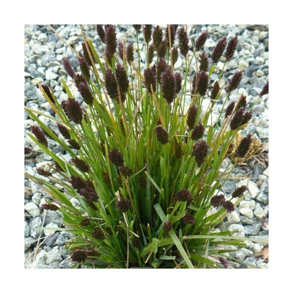 Blue-green Moor Grass