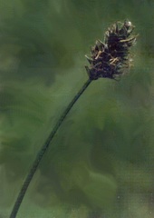 Small-winged Sedge