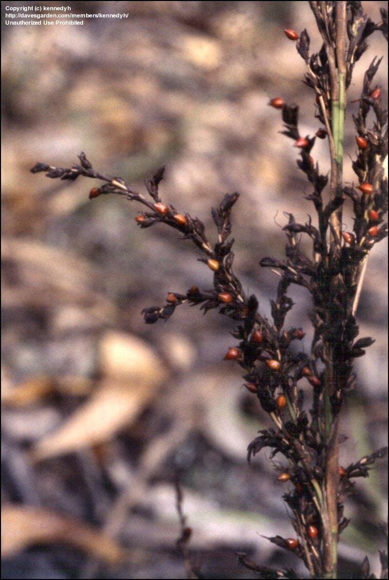 Gahnia Species, Red-Fruit Saw-Sedge