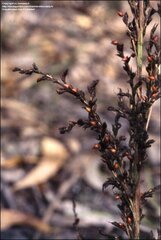 Gahnia Species, Red-Fruit Saw-Sedge
