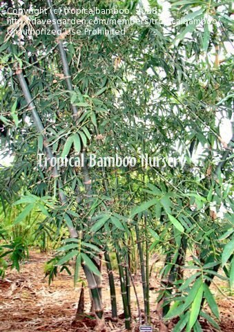 Bambusa Species, Balcooa Bamboo, Giant Bamboo