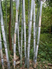 Bambusa Species, Tropical Bamboo