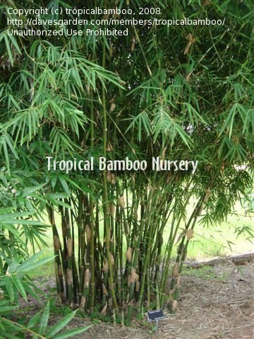 Bambusa Species, Bonnie Bamboo, Hard-Sheathed Bamboo