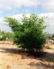Bambusa Species, Muddy Bamboo