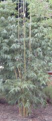 Bambusa, Tropical Bamboo 'Flavidorivens'