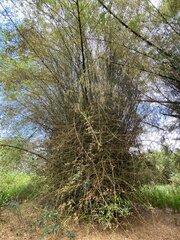 Bambusa Species, Nai Bamboo, Thorny Bamboo